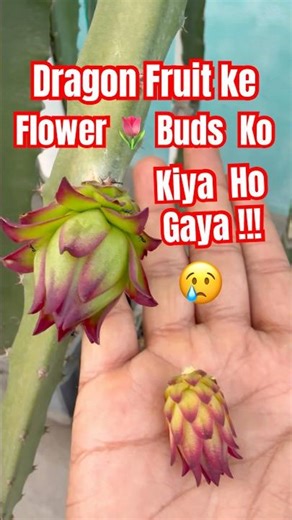 Dragon Fruit Flower Buds 🌷 #dragonfruitflower #dragonfruit