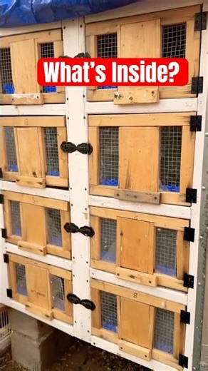 Pigeon Loft & Kitbox Setup 🕊️ #birds #pigeon