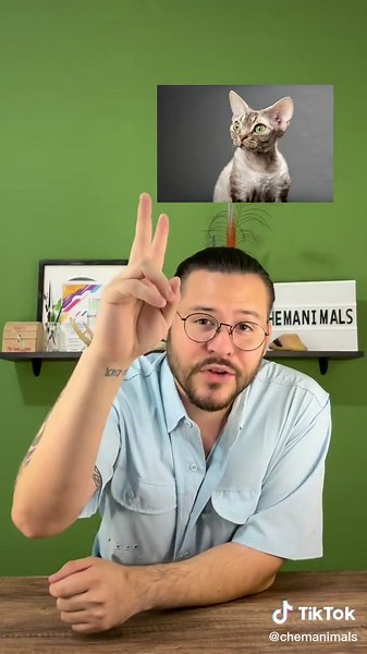 Razas de Gatos Hipoalergénicos: ¡Descubre 5 Increíbles Razas!