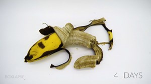 17 days of a banana in fast motion!