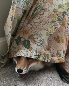 Hiding from my responsibilities like... | Juniper Fox