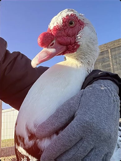 Affectionate Muscovy Ducks: A Snuggle Story