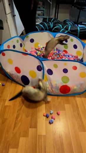 FerretTails | Best way to start the day! . . . . . #ferret #ferretfun #ferretplaytime #ferretbaby #cuteanimals #happypets #startthedayright... | Instagram