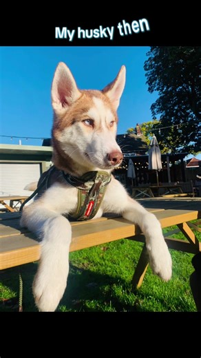 Siberian Husky Growth Journey: From Pup to Big Boy