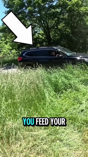 #lawncare #lawnmower #mowing #mowingthelawn #lawnmowing #mowingthegrass #cleaninggarden #sbmowing #cuttinggrass #lawncaretips #lawncareservice