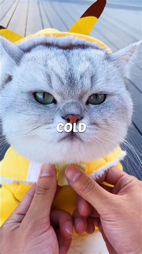 Keep your cat healthy this winter! 🐱❄️ Play, hydrate & love daily! #CatCare #WinterTips #PetHealth