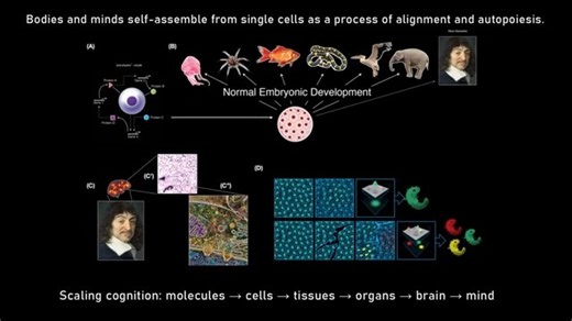 How human life is created - Biologist explains embryogenesis