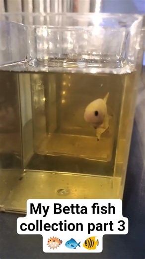 My Betta fish collection part 3 🐡🐟🐠