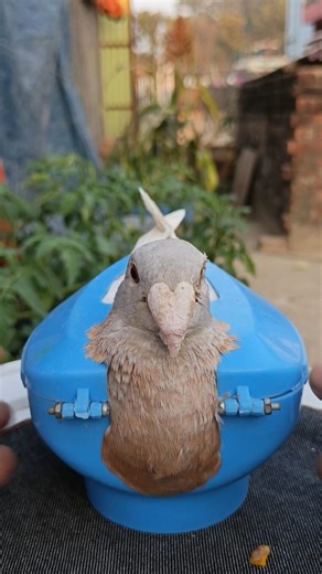 Pigeon treatment 1717 #birds​ #pigeon​ #pets​ #USA #America #USATips #AmericanLife #usashorts