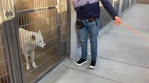 Rest in paradise, Barry. 💔😭🌈🐾 RUN FREE, beautiful boy.❤️🐾 DEVASTATING UPDATE from OC Animal Care: Barry was humanely euthanized, 11/13/2025. RIP❤️‍🩹🪽 🐾🐾🐾 CODE RED-EUTH LISTED! Beautiful, 44 lb, Siberian Husky named Barry needs a rescue commitment by 11/12/25 or he will be euthanized by OC Animal Care. Barry has no owner ID and no one has stepped up to claim him. Barry has not done anything wrong. He has been nervous and tense in the shelter. These are the reasons the shelter has given.