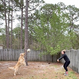 295K views · 2.4K reactions | The best quarantine buddy  | MetDaan Creative | Facebook