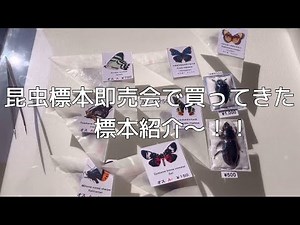 昆虫標本即売会で買ってきた標本紹介〜‼︎‼︎ まさかあの標本が⁉︎