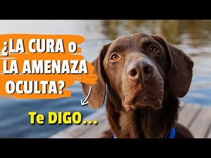 Dexamethasone for Dogs: The Miracle Cure or the Silent Threat?