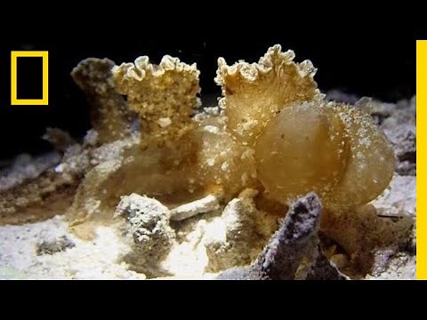 Nudibranch Snacks Along The Ocean Floor | National Geographic