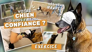 15K views · 485 reactions |  Améliorez la confiance en vous de votre chien, votre relation et partagez un super moment avec ces nouveaux exercices !  On a fait ces exercices avec Lys, Malinois de l'équipe, qui ne les avait jamais fait ! Sauf la première étape pour lui bander les yeux ! A vous de jouer ! | Esprit Dog - Tony Silvestre | Facebook