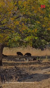 Wild pigs, some weighing up to 200 pounds, are increasingly posing a threat to hikers across the Bay Area. These hybrid animals, a cross between domesticated pigs and wild boars, now inhabit 56 of California’s 58 counties. Recent rainy seasons have led to an abundance of food sources like acorns, drawing these pigs into populated park areas such as the Diablo Range and various Santa Clara and Contra Costa County parks. | SFGATE