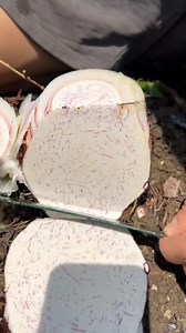 376K views · 1K reactions | Amazing fresh taro harvesting from Farm by Rural Farmer | Fresh vegetable farming #vegetables #harvest #agriculture #farming #viralvideo | Satyam creater | Facebook