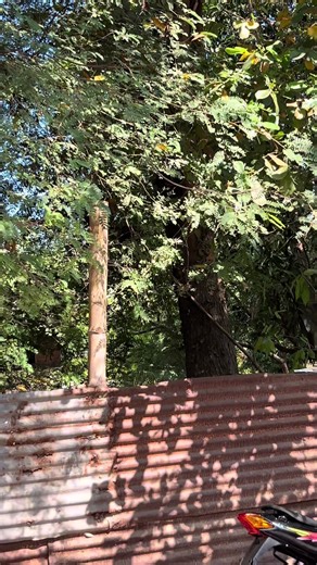 Daily Use Build for Nice 110 Motorbike