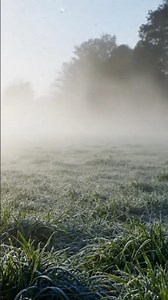 How Fog Forms#FogFormation #WhatIsFog #ScienceShorts #WeatherFacts #ClimateScience #LearnSomething