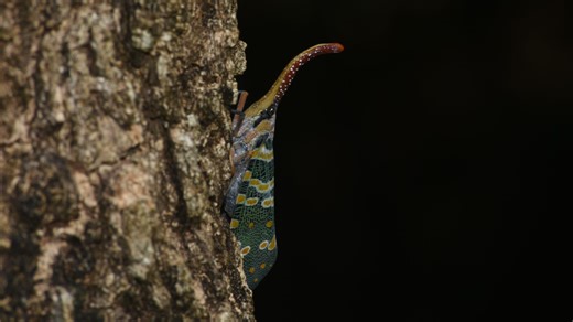 龙眼鸡 赤胫伪稻蝗 突眼优角蚱 疣蝗 棉红蝽 小稻蝗 实毛胫裳蛾 六斑月瓢虫 红耳鹎 白喉红臀鹎 暗绿绣眼鸟