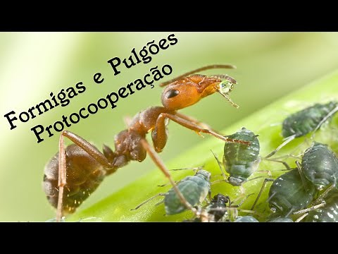 🐞🐜Pulgões e Formigas - Protocooperação
