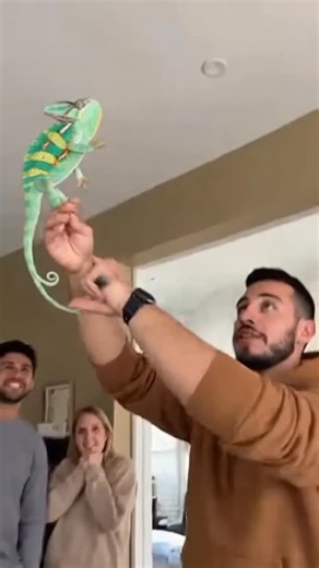 14 reactions · 3 comments | Chameleon vs Spider — one tongue strike and it’s gone! .. . #chameleon #spider #fyp #shorts #viral #emotional #snake | Muhammad Umar | Facebook