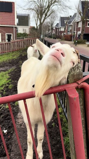 Walking around the town in Edam and stumbled upon some goats #traveltiktok #foryou #Edam #netherlands #solotravel