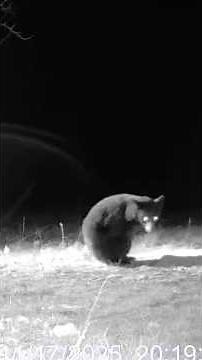 Update on the two-legged bear!