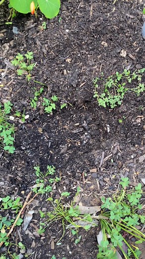 Heard slugs love beer… let’s see if this viral trick really works! 🍺🐌 . . . #slugtrap #slugs #plantlover #plantsofinstagram #plantcollection #plantlife #greenthumb #indoorplants #gardeningaustralia #plantnursery #houseplants #plantaddict #urbanjungle #plantshop #australiangardening #plantcommunity #growwithlove #plantcare #plantobsessed #greenvibes #australianplants #plantinspo #natureathome #gardenlove #plantparents #skplantsnursery #plantpassion | SK Plants Nursery
