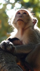 2.8K views · 236 reactions | Spring searched a safe place to nurse Shiloh #LovelyMonkey #AmberTroop #ShilohMonkey #SpringMonkey | Lovely Monkey | Facebook