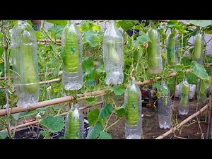 Unique way to grow gourds in plastic bottles | Grow gourds for family meals