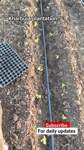 Kharbuja Ki Kheti Kaise Kare | Farmer Life #shorts #farming #khetibadi