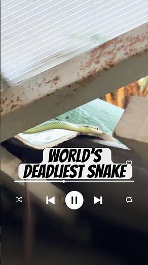 The Snake That Kills in 10 Minutes 🐍☠️ | Deadliest Snake Facts