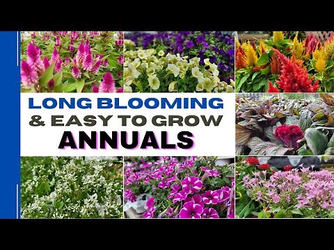 Top 15 Easy Care and Long Blooming Annuals | 15 Best Annual Flowers That Can Tolerate Full Sun