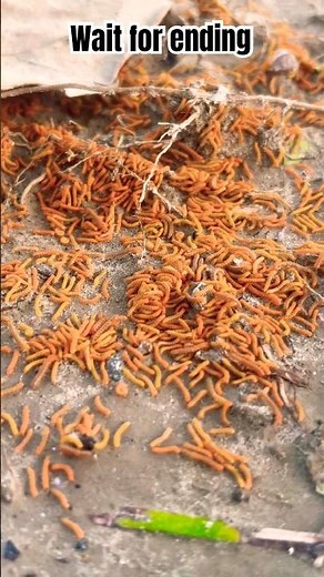 1000 Millipedes Walking 😱🐛 | So Many Legs! #trending