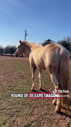 Horse Neurological Symptoms Update and Recovery Journey
