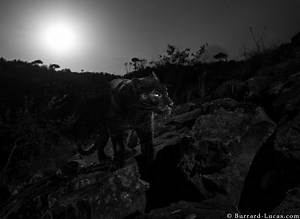 An African Black Leopard Has Been Captured in Stunning Rare Photographs