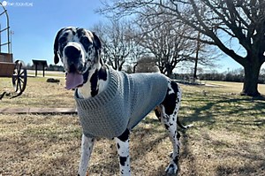 Large & Giant Dog Sweater pattern by Ashlea Schumaker