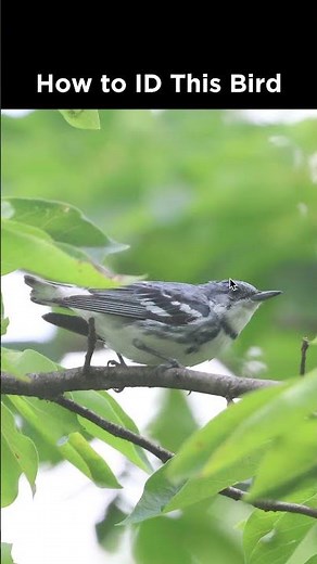 Can you identify this songbird?