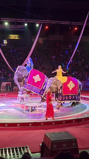 Majestic Elephants in Circus Performances | Animal Lover's Paradise