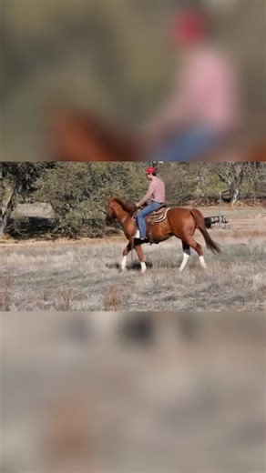 1.5K views · 17 reactions | Apha gelding. Getting ready to be listed ! He’s been an absolute pleasure to work with. He really wants to find his person. Keep an eye on the page for his listing. ❤️ | Cross B Horses | Facebook