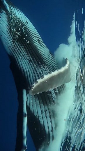 Poetry in motion 💙 🎥: Caine Delacy Photography • instagram.com/cainedelacy • cainedelacy.com #DidYouKnow a humpback's pectoral fins are on average one third of its total body length? Their flippers grow up to 16 feet (5m) long, which are longest pectoral fins of any cetacean, and longest appendages of any living being on the planet! Their big pectoral fins inspired their scientific name Megaptera, which translates to "big-winged." | Ocean Conservation Research - OCR