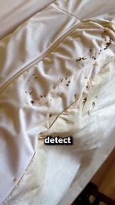 How to Get Rid of Bed Bugs DIY #DIY #bedbugs #hometips #pestcontrol | Pest Badger