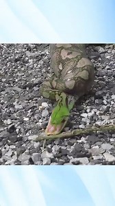 Python Regurgitates Two Month Old Puppy | Myiphoneอุดรธานี มือถือแบรนด์แท้ ราคาถูกสุดในประเทศ