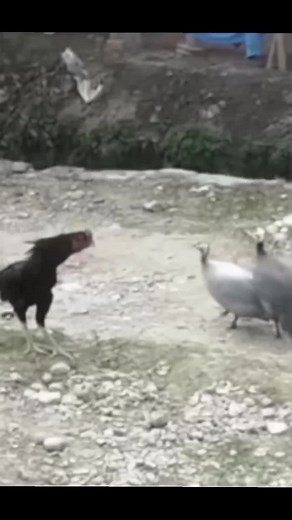 Adu Ayam Bangkok: Pertarungan yang Mematikan