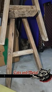 143K views · 3.6K reactions | Devil cat Wanna hear your own song or...