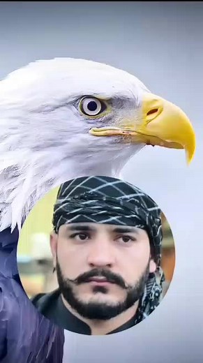 Close-Up of a Majestic Bald Eagle