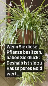 7K views · 33 reactions | Wenn Sie diese Pflanze besitzen, haben Sie Glück: Deshalb ist sie zu Hause pures Gold wert... | Omas Rezepte und Tipps | Facebook