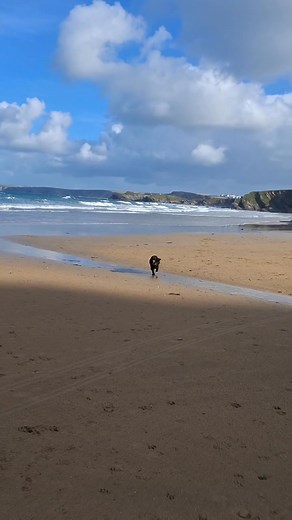 When fetch turns into a full-on sniff investigation 😂🐾 Just beach dog things — playful, sandy, and a little bit wild 🌊💛 #dogsoftiktok #beachvibes #funnydogs #wildsanctuary #doglife | The wild sanctuary