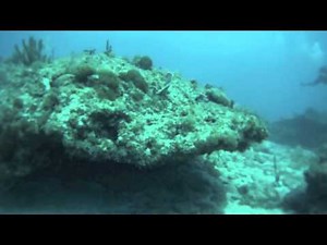 Scuba Diving - Key Largo, FL
